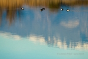 LOR_1201